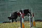 2nd chanche agility apeldoorn v.p