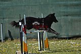 2nd chanche agility apeldoorn v.p