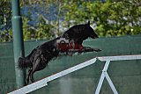 2nd chanche agility apeldoorn v.p