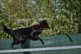2nd chanche agility apeldoorn v.p