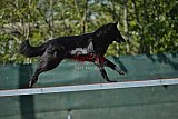 2nd chanche agility apeldoorn v.p