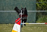 2nd chanche agility apeldoorn v.p