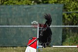2nd chanche agility apeldoorn v.p