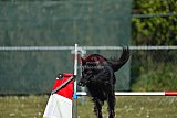2nd chanche agility apeldoorn v.p