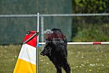 2nd chanche agility apeldoorn v.p