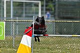 2nd chanche agility apeldoorn v.p