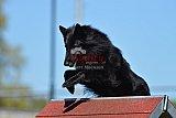 2nd chanche agility apeldoorn v.p