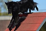 2nd chanche agility apeldoorn v.p