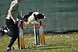 2nd chanche agility apeldoorn v.p