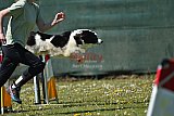 2nd chanche agility apeldoorn v.p