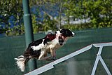 2nd chanche agility apeldoorn v.p