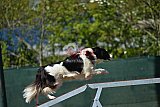 2nd chanche agility apeldoorn v.p
