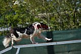 2nd chanche agility apeldoorn v.p