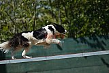 2nd chanche agility apeldoorn v.p
