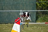 2nd chanche agility apeldoorn v.p