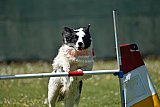 2nd chanche agility apeldoorn v.p
