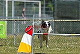 2nd chanche agility apeldoorn v.p