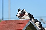 2nd chanche agility apeldoorn v.p
