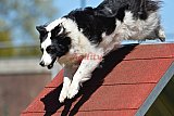 2nd chanche agility apeldoorn v.p