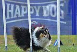 Canis donderdag