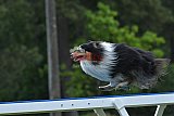 Canis donderdag