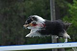 Canis donderdag