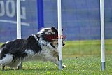 Canis donderdag