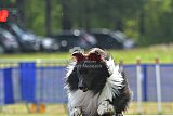 Canis donderdag