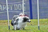 Canis donderdag