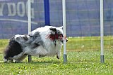 Canis donderdag