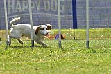 Canis donderdag
