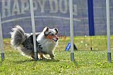 Canis donderdag