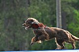 Canis donderdag