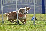 Canis donderdag