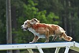 Canis donderdag