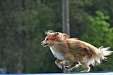 Canis donderdag