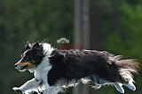 Canis donderdag