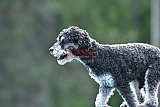 Canis donderdag