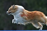 Canis donderdag