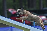 Canis donderdag