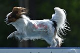 Canis donderdag