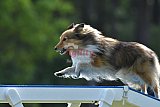 Canis donderdag