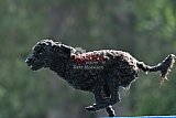 Canis donderdag