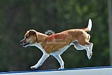 Canis donderdag