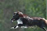 Canis donderdag