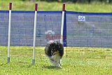 Canis donderdag