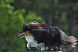 Canis donderdag