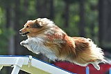 Canis donderdag