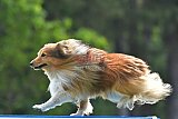 Canis donderdag