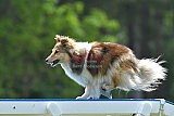 Canis donderdag
